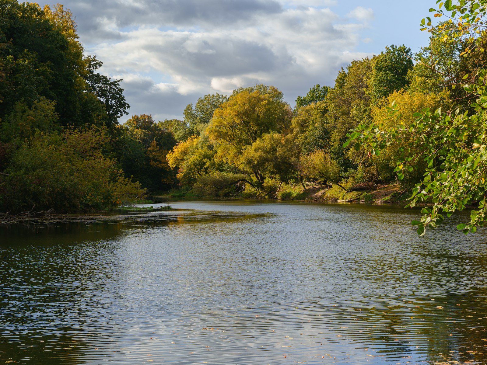 The Ffrwd running slow between the oaks in autumn light